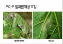 토마토 주요 병해 진단 및 처방 30페이지