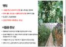 토마토 주요 병해 진단 및 처방 64페이지