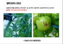 토마토 주요 병해 진단 및 처방 68페이지