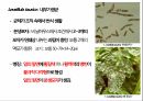 토마토 주요 병해 진단 및 처방 75페이지
