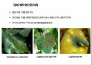 토마토 주요 병해 진단 및 처방 95페이지
