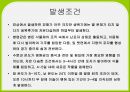 배추 주요 병해 진단 및 처방 11페이지