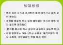 배추 주요 병해 진단 및 처방 16페이지