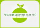 배추 주요 병해 진단 및 처방 32페이지