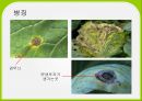 배추 주요 병해 진단 및 처방 57페이지