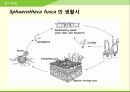 해충학 식물병리학 식물병진단학> 수박 주요 병해 진단 및 처방 15페이지