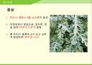 해충학 식물병리학 식물병진단학> 수박 주요 병해 진단 및 처방 17페이지