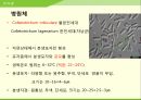 해충학 식물병리학 식물병진단학> 수박 주요 병해 진단 및 처방 26페이지