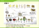 해충학 식물병리학 식물병진단학> 수박 주요 병해 진단 및 처방 28페이지