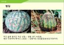 해충학 식물병리학 식물병진단학> 수박 주요 병해 진단 및 처방 30페이지