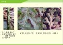 해충학 식물병리학 식물병진단학> 수박 주요 병해 진단 및 처방 31페이지