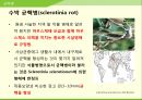 해충학 식물병리학 식물병진단학> 수박 주요 병해 진단 및 처방 36페이지