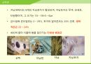 해충학 식물병리학 식물병진단학> 수박 주요 병해 진단 및 처방 38페이지