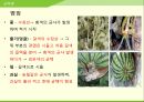 해충학 식물병리학 식물병진단학> 수박 주요 병해 진단 및 처방 41페이지