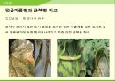 해충학 식물병리학 식물병진단학> 수박 주요 병해 진단 및 처방 43페이지
