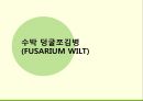 해충학 식물병리학 식물병진단학> 수박 주요 병해 진단 및 처방 50페이지