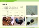 해충학 식물병리학 식물병진단학> 수박 주요 병해 진단 및 처방 60페이지
