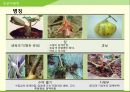 해충학 식물병리학 식물병진단학> 수박 주요 병해 진단 및 처방 67페이지