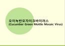 해충학 식물병리학 식물병진단학> 수박 주요 병해 진단 및 처방 70페이지
