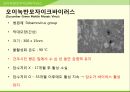 해충학 식물병리학 식물병진단학> 수박 주요 병해 진단 및 처방 71페이지