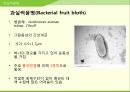 해충학 식물병리학 식물병진단학> 수박 주요 병해 진단 및 처방 80페이지
