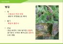 해충학 식물병리학 식물병진단학> 수박 주요 병해 진단 및 처방 83페이지
