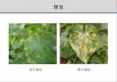해충학 식물병리학 식물병진단학> 오이 주요 병해 진단 및 처방 14페이지