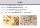 해충학 식물병리학 식물병진단학> 오이 주요 병해 진단 및 처방 16페이지