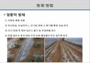 해충학 식물병리학 식물병진단학> 오이 주요 병해 진단 및 처방 19페이지