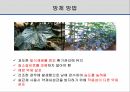 해충학 식물병리학 식물병진단학> 오이 주요 병해 진단 및 처방 28페이지