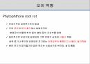 해충학 식물병리학 식물병진단학> 오이 주요 병해 진단 및 처방 36페이지