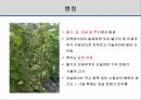 해충학 식물병리학 식물병진단학> 오이 주요 병해 진단 및 처방 37페이지