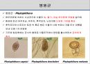 해충학 식물병리학 식물병진단학> 오이 주요 병해 진단 및 처방 38페이지