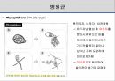 해충학 식물병리학 식물병진단학> 오이 주요 병해 진단 및 처방 39페이지