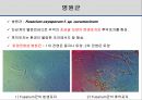 해충학 식물병리학 식물병진단학> 오이 주요 병해 진단 및 처방 47페이지