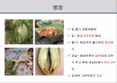 해충학 식물병리학 식물병진단학> 오이 주요 병해 진단 및 처방 60페이지