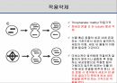 해충학 식물병리학 식물병진단학> 오이 주요 병해 진단 및 처방 64페이지