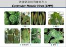 해충학 식물병리학 식물병진단학> 오이 주요 병해 진단 및 처방 72페이지