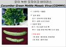 해충학 식물병리학 식물병진단학> 오이 주요 병해 진단 및 처방 73페이지