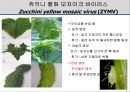 해충학 식물병리학 식물병진단학> 오이 주요 병해 진단 및 처방 76페이지