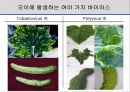 해충학 식물병리학 식물병진단학> 오이 주요 병해 진단 및 처방 79페이지