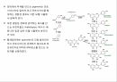 원예작물분자육종학> 분자표지 개발방법 48페이지