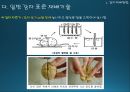 국내감자재배방법과 현황(ppt) 6페이지