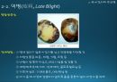 국내감자재배방법과 현황(ppt) 17페이지