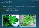 국내감자재배방법과 현황(ppt) 22페이지