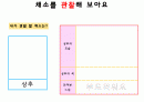채소, 야채 프로젝트 10페이지