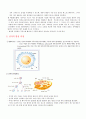 정자와난자의형성과정 2페이지