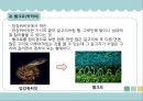 생체모방기술,생체모방기술의 개념,생체모방기술의 분류,생체 모방 사례,이스트게이트 센터,바이오 에너지,동물행동모방 24페이지