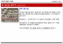 중국의 명절,춘절,원소절,한식과 청명절,단오절,중추절,중양절 24페이지