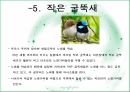 언어장치 동물의 커뮤니케이션 인간 언어 동물 의사소통 인지적 처리능력 동물의 언어 7페이지